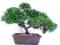 Jałowiec chiński - bonsai outdoor