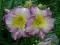 HEMEROCALLIS - LILIOWIEC SEAL OF APPROVAL 1szt