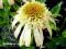 Jeżówka SECRET JOY------najnowsza Echinacea