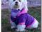 Bluza zimowa dla psa  *PINK-PURPLE  PAW *Rozm.M