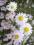 Aster wrzosolistny roślina