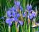 IRYSY SYBERYJSKIE SZYBKO SIĘ ROZRASTA-ŁADNA SADZON