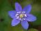 Hepatica nobilis - Przylaszczka pospolita