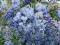 Wisteria floribunda 'Blue Dream' - Glicynia WONNA!