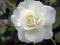 RÓŻA BIAŁA NIEPOWTARZALNY UROK,OKAZJA!!!