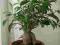 bonsai ficus microcarpa najtaniej szybka dostawa