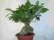 bonsai ficus microcarpa 55CM szybka dostawa