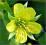 Pragnia kuklikowata - żółty C0,5
