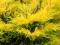 Jałowiec Lime Glow sadzonka z bryłką