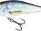 Wobler Salmo EXECUTOR REAL DACE 7cm/8g floating SR