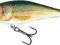Wobler Salmo EXECUTOR DACE 7cm/8g floating SR