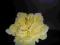 Ozdoba studniówkowa, ślubna, żółty kwiat