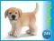SCHLEICH GOLDEN RETRIEVER, SUCZKA OKAZJA 24H