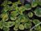 Plectranthus oertendahlii Lime Light