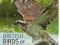 RSPB British Birds of Prey Ptaki Drapieżne