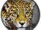 Kamerun 2013 1000 Fr. Leopard wysoki relief kolor