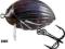 Wobler smużak Salmo LIL'BUG BG2F pływ.2cm DBE