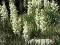 Juka Karolińska (Yucca filamentosa)