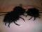 PAJĄK SKACZĄCY CZARNA TARANTULA
