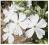 FLOKS SZYDLASTY CALVIDES WHITE PHLOX SUBULATA