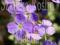 ŻAGWIN ROYAL BLUE AUBRIETA DELTOIDEA