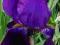 IRYS GERMAŃSKI FIOLETOWY --DUŻE KWIATY !!!