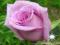 RÓŻA RABATOWA FIOŁKOWA 3-068