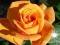 RÓŻA RABATOWA POMARANCZOWA 3-061