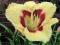 HEMEROCALLIS LILIOWIEC OGRODOWY EL DESPERADO
