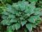 HOSTY  FUNKIA HOSTA OGRODOWA CRISPULA *OKAZJA*