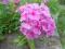 PŁOMYK WIECHOWATY/ FLOKS różowy trwały, niezawodny