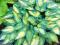 RARYTAS oliwkowo cytrynowa FUNKIA JUNE hosta