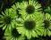 04 Echinacea Green Jewel - zielona jeżówka