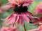 04 Echinacea Jeżówka Doubledecker - podwójna