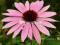 04 Echinacea - Jeżówka purpurowa - pastel