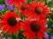 04 Echinacea - Jeżówka Hot Lava -  czerwona