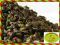 ZIELONA EARL GREY - 50 g - BERGAMOTKA