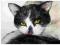 Czrno-biały - kot,koty, kotki  Cuadro
