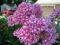 08 - Phlox PEPPERMINT TWIST duży kwiat