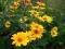 Heliopsis szorstki - wieloletni słonecznik -karpa