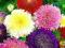ASTER książęcy mix kolorów - okazałe kwiaty !!!!!!