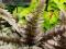 nowość ATHYRIUM BURGUNDY LACE kolorowa paproć
