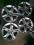 Felgi Alufelgi Peugeot 407 17''  stan dobry 5x108