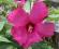 Hibiskus bagienny ciemnoróżowy,mrozoodporny