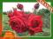 Róża wielkokwiatowa CZERWONA --wyprzedaż-- kod 397