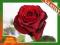 Róża rabatowa BORDOWA  kod 385