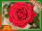 Róża wielkokwiatowa CZERWONA -wyprzedaż kod 396