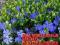 Barwinek pospolity (Vinca Minor) 1szt-4sadzonki