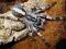 Poecilotheria vittata L2/L3@@@@@@@@@@@@@@@@@@@@@@@