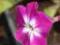 FLOKS, PŁOMYK PURPLE BICOLOR PHLOX PANICULATA